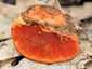 Cinóbertapló (Pycnoporus cinnabarinus), Budai-hegység